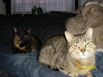 t Bild von Tanit
