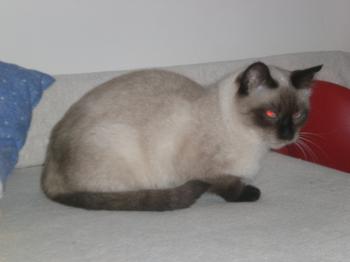 n Bild von Nikola