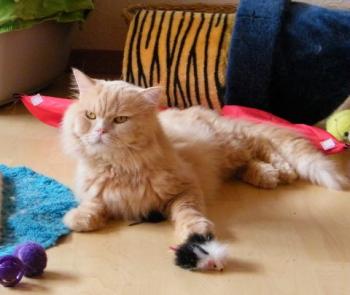s Bild von Sunny