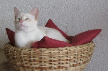 c Bild von Cashew