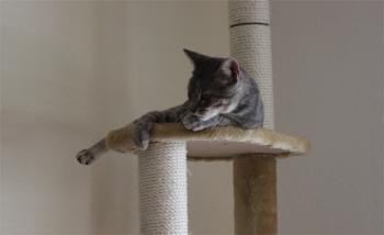t Bild von Tiger