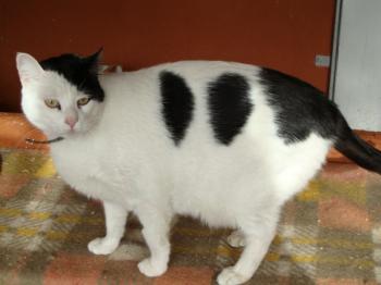 a Bild von Alonsillo