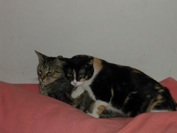 a Bild von Ananda