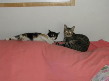 a Bild von Ananda