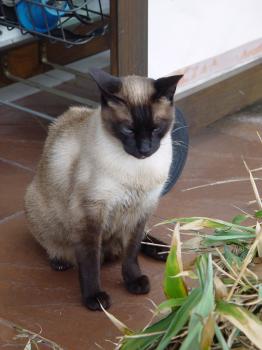 Lucy Bild von Mini