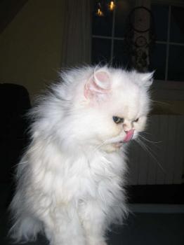 Chini Bild von Chini