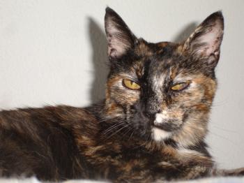 n Bild von Nena