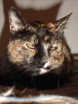 n Bild von Nena