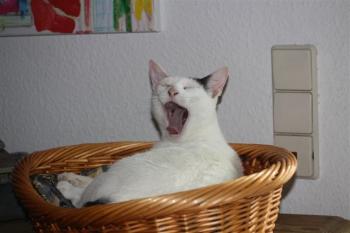 Ava Bild von Ava