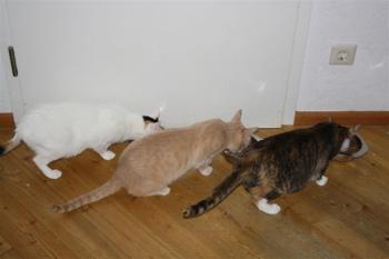Sammy + Ava + Conchita Bild von Sammy