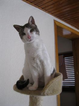 p Bild von Pocholo