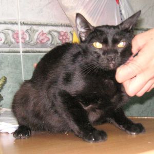 Negrita Bild von Negrita