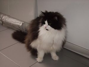Jerjes Bild von Jerjes