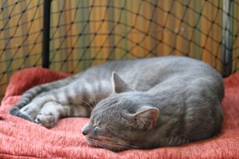 r Bild von Tiger