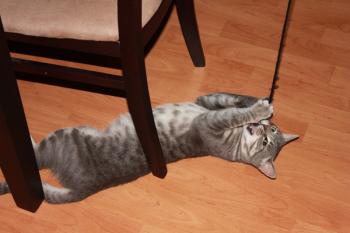 r Bild von Tiger