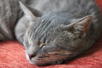 r Bild von Tiger