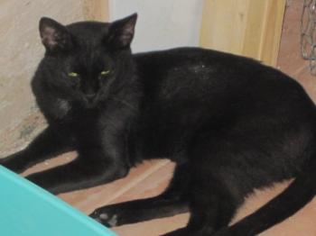 Bild von Tulio