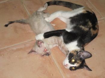 l Bild von Lisa