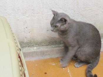 o Bild von Pucco