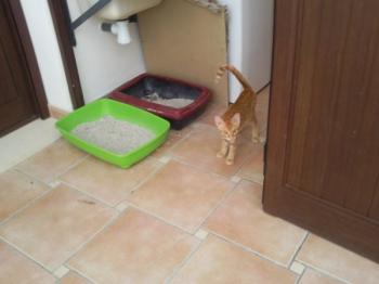 o Bild von Pedro