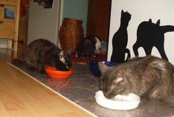 Sayako beim Essen Bild von Sayako