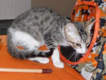 Bild von Lisa