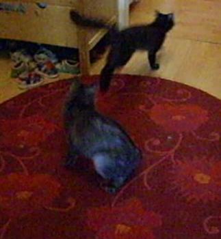 Sayako und Jonny beim Toben Bild von Sayako