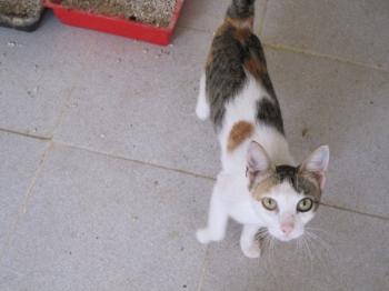 p Bild von Polly