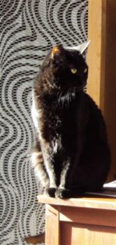 Esqueleto Bild von Esqueleto