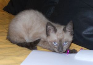 b Bild von Bambu