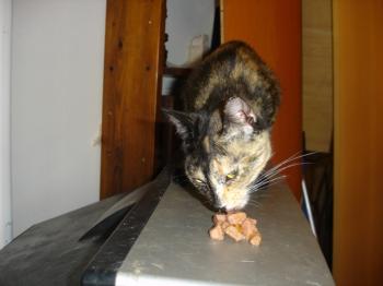 q Bild von Quina