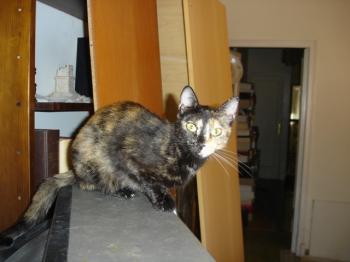 q Bild von Quina