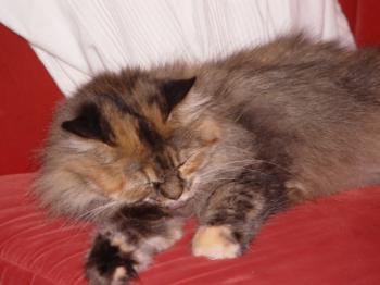 Cloe Bild von Cloe