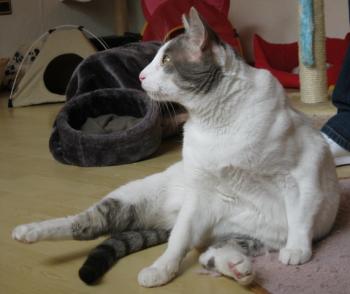 p Bild von Pocholo
