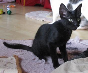 n Bild von Noir