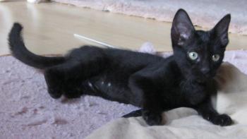 n Bild von Noir