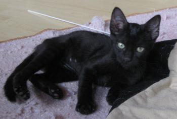 n Bild von Noir