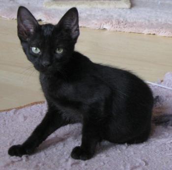 n Bild von Noir