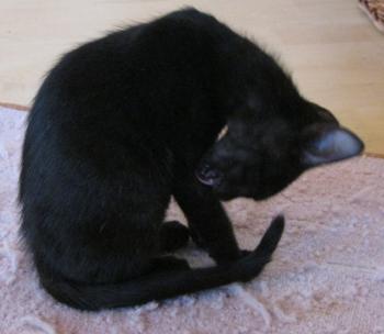 n Bild von Noir