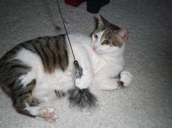 Tigris Bild von Tigris