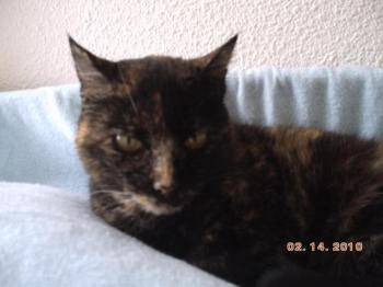 c Bild von Coral