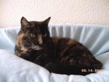 c Bild von Coral