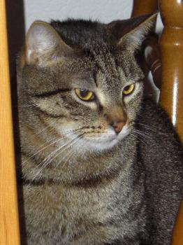 Chatri Bild von Chatri