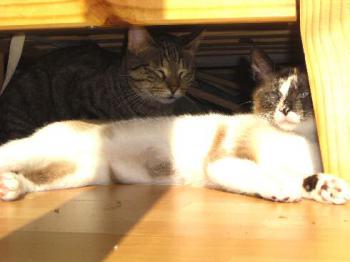 Chatri und Sarah Bild von Chatri