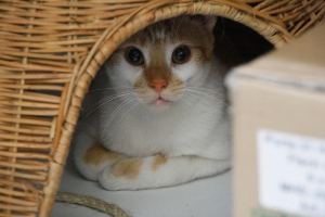 t Bild von Tino