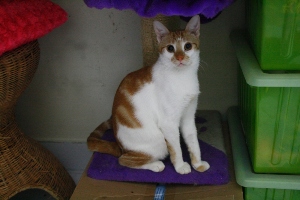 t Bild von Tino