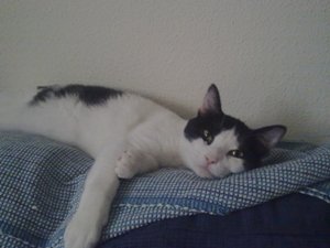 j Bild von Jeremias