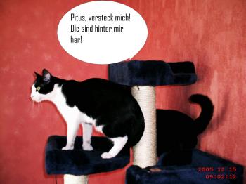 Pitus Bild von Pitus