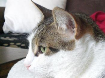 Tigris Bild von Tigris