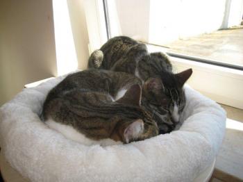 Hemingway Bild von Hemingway